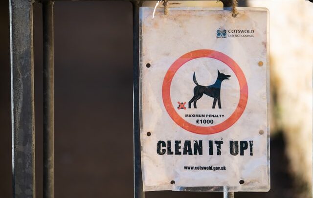 Dystrybutor woreczków na psie odchody – dlaczego warto go kupić?