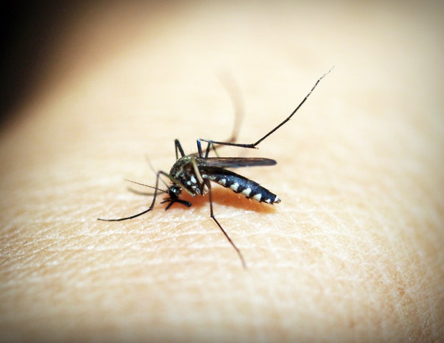Jak się chronić przed komarami?