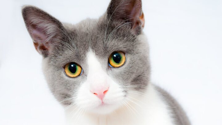 Czy pasta na odporność dla kotów sprawdzi się zimą?